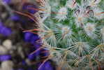 H-C-22  ^^  Cacti , Cacutusses  ,  ( Postal Stationery , Articles Postaux ) - Cactus