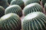 H-C-23  ^^  Cacti , Cacutusses  ,  ( Postal Stationery , Articles Postaux ) - Cactussen