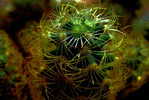 H-C-26  ^^  Cacti , Cacutusses  ,  ( Postal Stationery , Articles Postaux ) - Cactusses