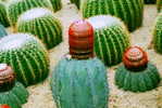 H-C-27  ^^  Cacti , Cacutusses  ,  ( Postal Stationery , Articles Postaux ) - Cactus