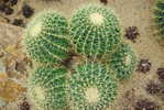 H-C-28  ^^  Cacti , Cacutusses  ,  ( Postal Stationery , Articles Postaux ) - Cactus