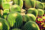 H-C-29  ^^  Cacti , Cacutusses  ,  ( Postal Stationery , Articles Postaux ) - Cactussen