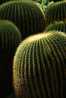 H-C-30  ^^  Cacti , Cacutusses  ,  ( Postal Stationery , Articles Postaux ) - Cactussen
