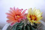 H-C-31  ^^  Cacti , Cacutusses  ,  ( Postal Stationery , Articles Postaux ) - Cactus
