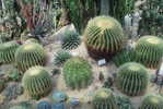 H-C-32  ^^  Cacti , Cacutusses  ,  ( Postal Stationery , Articles Postaux ) - Cactusses