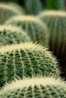 H-C-35  ^^  Cacti , Cacutusses  ,  ( Postal Stationery , Articles Postaux ) - Cactus