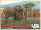 Elefant Elephant Elefant Postkarte Postcard - Elefanten