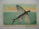 1341 FISH FLYING CATALINA ISLAND CALIFORNIA USA ANIMAL   POSTCARD YEARS 1920 OTHERS IN MY STORE - Poissons Et Crustacés