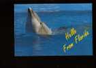Dolphins - Hello From Florida - Delphine