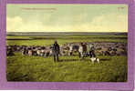 A Western Shepherd And His Flock. Chas. E. Morris Pub. Chinook, Mont.  1900-10s - Altri & Non Classificati