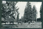 CHEVAUX AU PATURAGE DES FRANCHES MONTAGNES  - TB - Andere & Zonder Classificatie