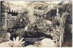 Rppc - U.S.A. - FLORIDA - ST. PETERSBURG - GARDEN CAFETERIA - PLANT ROOM - 1940 - St Petersburg