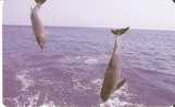 TARJETA DE ZAMBIA DE UNOS DELFINES (DELFIN-DOLPHIN) - Delfines