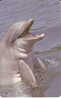 TARJETA DE ZAMBIA DE UN DELFIN (DELFIN-DOLPHIN) - Delfines