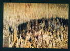 Gourdon En Quercy - Grottes Préhistoriques De Cougnac - L'autel Et Sa Dentelle De Pierre France Frankreich Francia 53491 - Gourdon