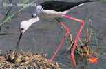 Black Winged Stilt,  Water Bird, Picture Postcard, India - Ooievaars