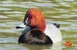 Common Pochard,  Water Bird, Picture Postcard, India - Canards