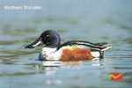 Northern Shoveler,  Water Bird, Picture Postcard, India - Canards