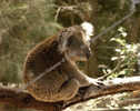 Australian Animal - Koala Bear - Animal D´Australie - Beren