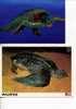 (0428) 2 Tortoises - Turtle Postcard - 2 Carte De Tortue - Tortugas