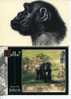 (0324) - 2 Goriall Apes Postcard - Carte De Singe Gorille - Monkeys