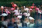 01 VILLARS LES DOMBES Parc Ornithologique Departemental De La Dombes  Flamants Roses - Villars-les-Dombes