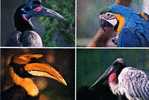 01 VILLARS LES DOMBES Parc Ornithologique Departemental De La Dombes Calao Ara Jaribu - Villars-les-Dombes