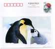 ENTIER POSTAL STATIONNERY CHINE PINGOUIN MANCHOT - Penguins