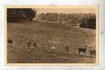 Cp, 76, Clères, Parc Zoologique, Cerfs Pseudaxis De Mandchourie - Clères