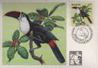 Bresil. Toucan Ramphastos T.tucanus. Une Belle Carte-maximum (Expo.Philatelique BALE 1983) - Papegaaien, Parkieten