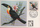 Bresil. Toucan Ramphastos V.vitelinus. Une Belle Carte-maximum (Expo.Philatelique BALE 1983) - Papegaaien, Parkieten