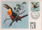 Bresil. Toucan Ramphastos Dicolorus. Une Belle Carte-maximum (Expo.Philatelique BALE 1983) - Parrots