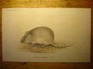 ANCIENNE GRAVURE De 1852 - ARVICOLA LEUCURUS (Z.G.) - RONGEUR - RODENT LIKE 1852 COLOUR PRINT - Rat Mulot - Collections