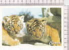 BEBE  TIGRE  De  BENGALE  -   CERZA  -  Hermival Les Vaux - Tigres