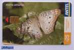 TC 388a Butterfly, MARIPOSA. ANARTIA JATROPHAE. ANTEL, URUGUAY. - Uruguay