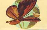 B226 Animals Papillons Butterflies Ornithoptera Croesus Not Used  PPC Good Shape - Papillons