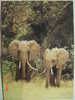 2716 STEPPENELEFANTEN  ELEFANTE ELEPHANT ANIMAL POSTCARD YEARS 1960 OTHERS IN MY STORE - Éléphants