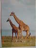 2713 JIRAFA MASAI GIRAFFEN ANIMAL POSTCARD YEARS 1960 OTHERS IN MY STORE - Girafes