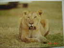 2714 LYON LEON  LEONA ANIMAL POSTCARD YEARS 1960 OTHERS IN MY STORE - Lions