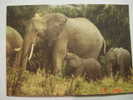 2719 AFRIKANISCHE STEPPENELEFANTEN ELEFANTE ANIMAL POSTCARD YEARS 1960 OTHERS IN MY STORE - Elefantes