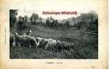 CPA , LUMBRES, Le Val. Berger Avec Moutons - Lumbres