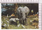 ELEPHANTS  - - Éléphants