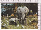 ELEPHANTS  - - Elephants