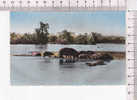 FAUNE AFRICAINE  -  HIPPOPOTAMES Au BAIN  - N° 1101 - Flusspferde