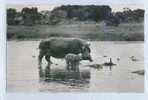 19. FAUNE AFRICAINE - HIPPOPOTAME - Flusspferde