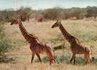 (3012) - Girafe - Giraffes - Giraffes