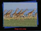 (3012) - Girafe - Giraffes - Giraffe