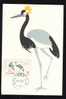 Romania 1969 Very Rare Maxi Card  OSTRICH Very Nice! - Storks & Long-legged Wading Birds