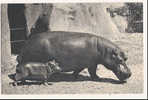 ANIMAUX - ZOO - PARC ZOOLOGIQUE DE VINCENNES - HIPPOPOTAME ET SON PETIT - 9 X 14 - Hippopotames