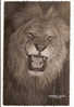 ANIMAUX - FAUNE AFRICAINE - LE LION SUPERBE - CPSM DENTELEE - Leeuwen